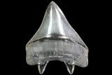 Serrated, Fossil Megalodon Tooth - Killer Posterior Tooth! #86074-2